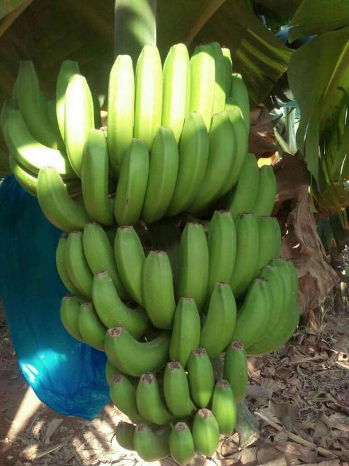 广东凯风农产品配送中心香蕉收购部,供应大量优质香蕉,**生.